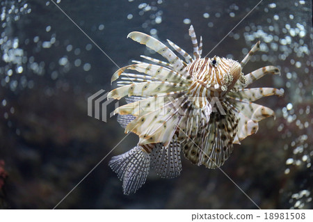 Focus the Lionfish and dangerous. Focus the Lionfish and dangerous. 18981508
