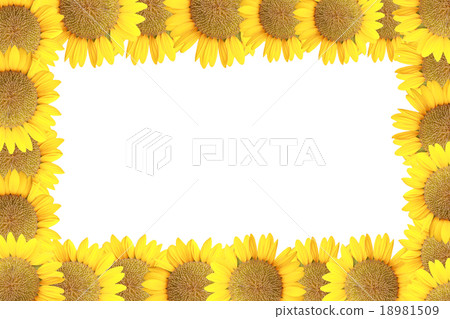sunflower isolated. 18981509