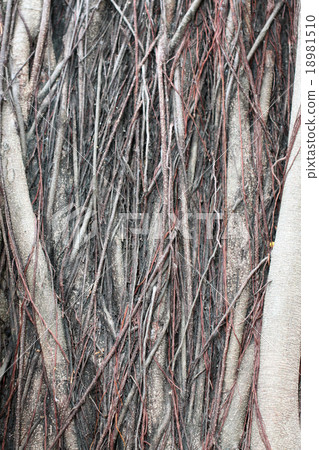 pattern of old bark. pattern of old bark. 18981510