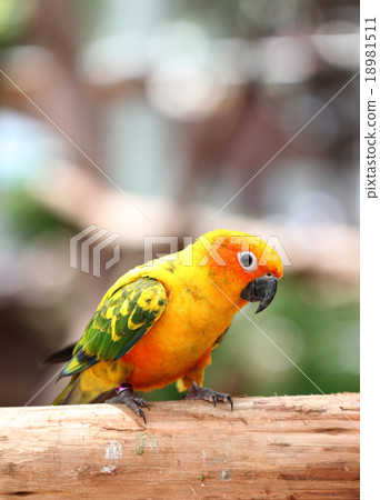 parakeet or parrot on tree branch. parakeet or parrot on tree branch. 18981511