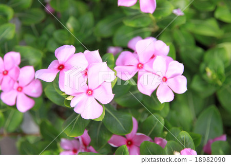 Pink catharanthus roseus in the garden. 18982090