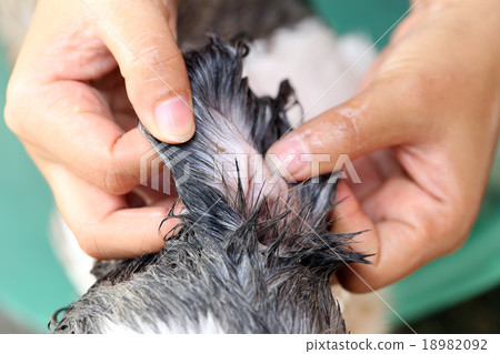 Hands that cleaning Shih Tzu dog. 18982092