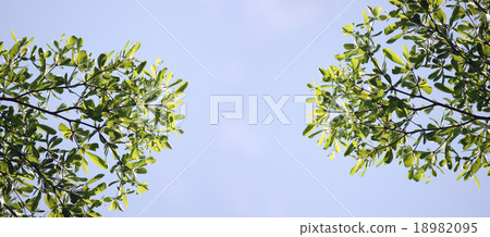 Branches of tree in garden. 18982095