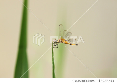Orange dragonfly on top grass. 18982253