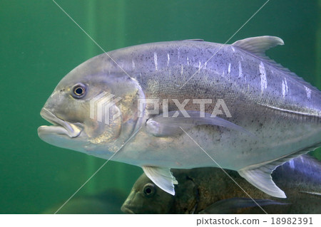 Giant trevally fish. 18982391