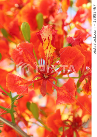 Flame Tree Flower. 18982467