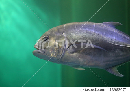 Giant trevally fish. 18982671