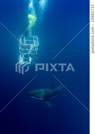 Great White shark ready to attack Great White shark ready to attack 18982712