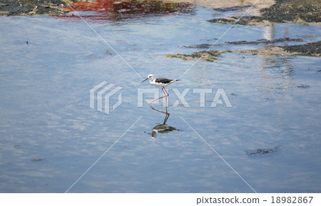 Black-winged Stilt (Himantopus himantopus). 18982867