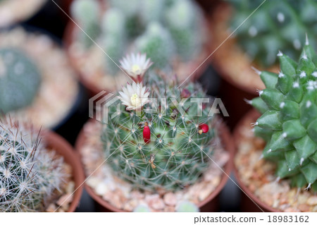 Small cactus. 18983162