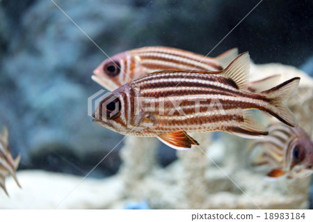 Redcoat Squirrelfish. 18983184
