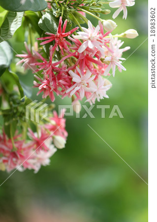Drunen sailor or rangoon creeper flower. Drunen sailor or rangoon creeper flower. 18983602