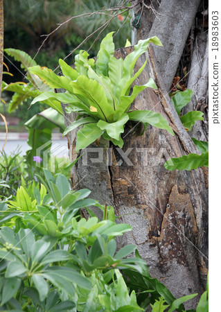 Tree and green leaf. Tree and green leaf. 18983603