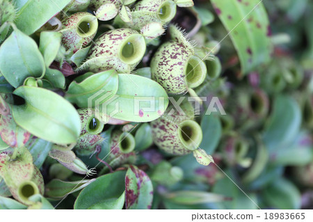 Nepenthe tropical carnivore plant. 18983665