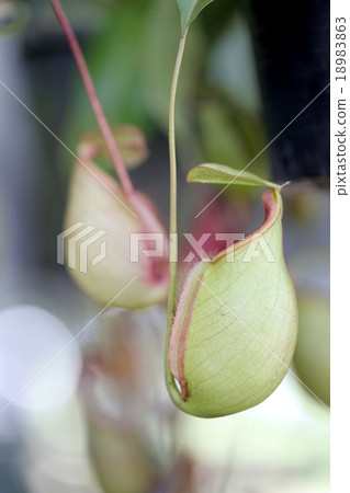 Focus on pitcher plant of macro. 18983863