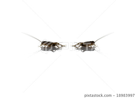 brown of small gryllidae on white. brown of small gryllidae on white. 18983997