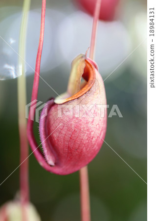 Focus on pitcher plant of macro. Focus on pitcher plant of macro. 18984131