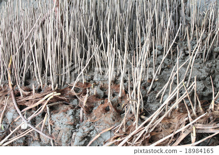 roots of the mangrove trees 18984165