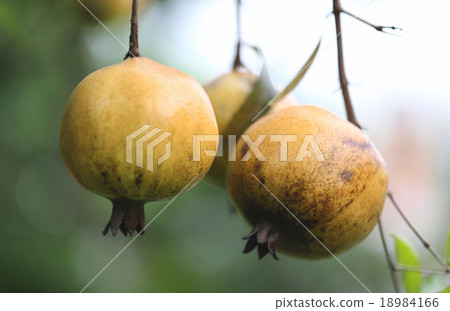 Pomegranate fruit on the tree. Pomegranate fruit on the tree. 18984166