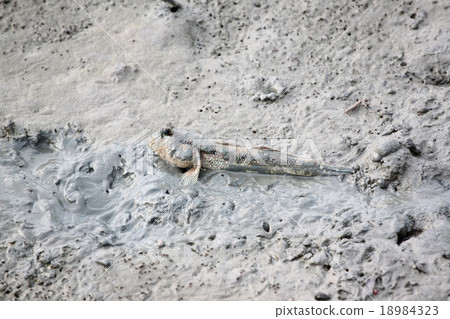 Mudskipper in mangrove forest. Mudskipper in mangrove forest. 18984323