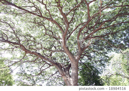 Branches of trees. Branches of trees. 18984516