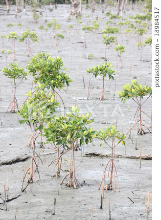 Propagated for mangrove trees. 18984517