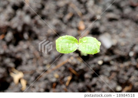 macro of forest tree seedling. macro of forest tree seedling. 18984518