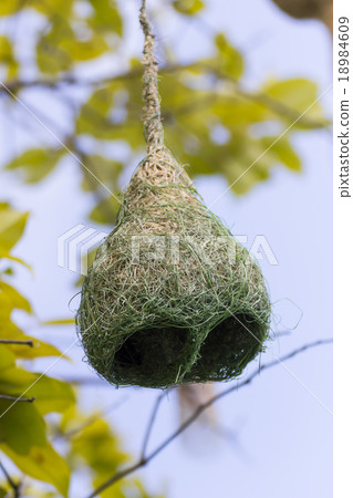 Baya weaver bird nest branch on tree Baya weaver bird nest branch on tree 18984609