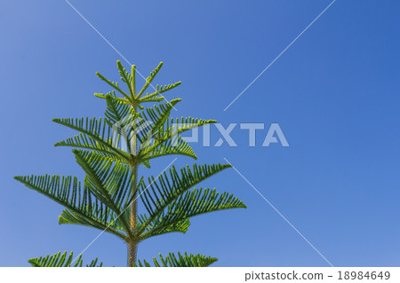 Closeup of Nolfolk island pine leaves 18984649