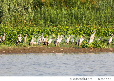 Flock of Asian Openbill in marsh 18984662