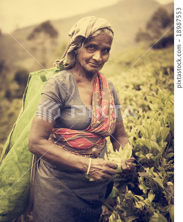 Tea Picker Picks Leaves As She Looks At The Camera Concept 18987553