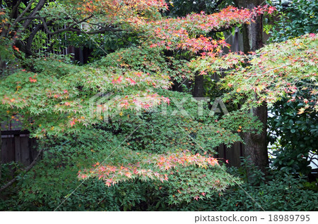 Kunisutee Kon離開2 Kunisutee Kon離開2 18989795