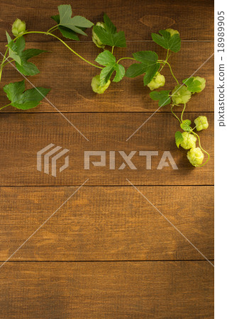 hop cones on wood hop cones on wood 18989905