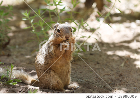 Squirrel California Dilith Squirrel California Dilith 18990309