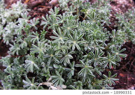 Plants of Botanical Yosemite National Park Plants of Botanical Yosemite National Park 18990331