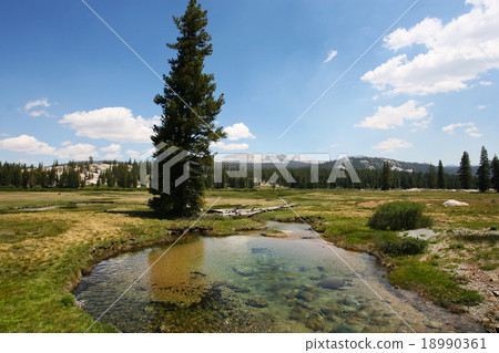 Clear current spring water Tuolmi meadow Yosemite National Park Clear current spring water Tuolmi meadow Yosemite National Park 18990361