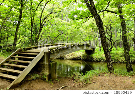 Fresh green forest Fresh green forest 18990439