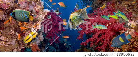 Coral and fish Coral and fish 18990682