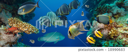 Coral and fish 18990683