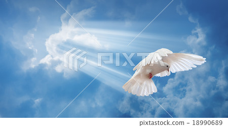 Dove in the air with wings wide open Dove in the air with wings wide open 18990689
