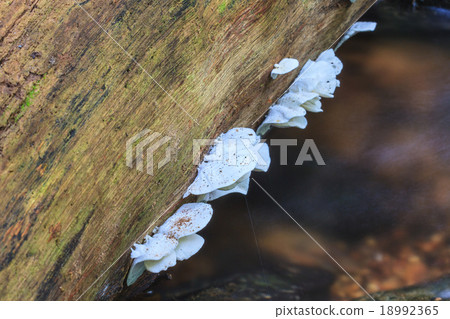 mushrooms growing on a live tree in the forest mushrooms growing on a live tree in the forest 18992365