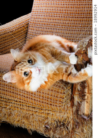 Stock Photo: Pet and furniture