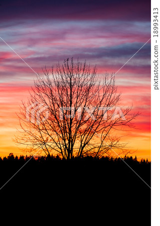 Tree silhouette and beautiful sunset clouds 18993413