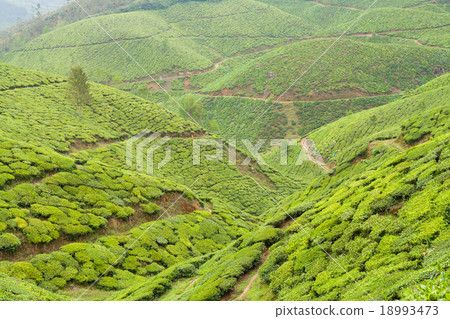 Tea plantations munnar india 18993473
