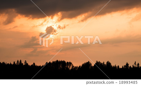 Fiery sunset and silhouette forest 18993485