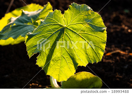 illuminated big leaf veins closeup 18993488