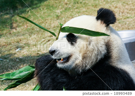 Panda eating bamboo 18993489
