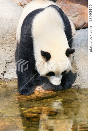 Panda near water Panda near water 18993496