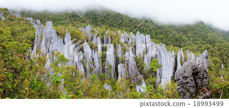 Limestone pinnacles at gunung mulu national park Limestone pinnacles at gunung mulu national park 18993499