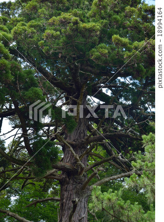 Oosaki of Ryosuke 18994164